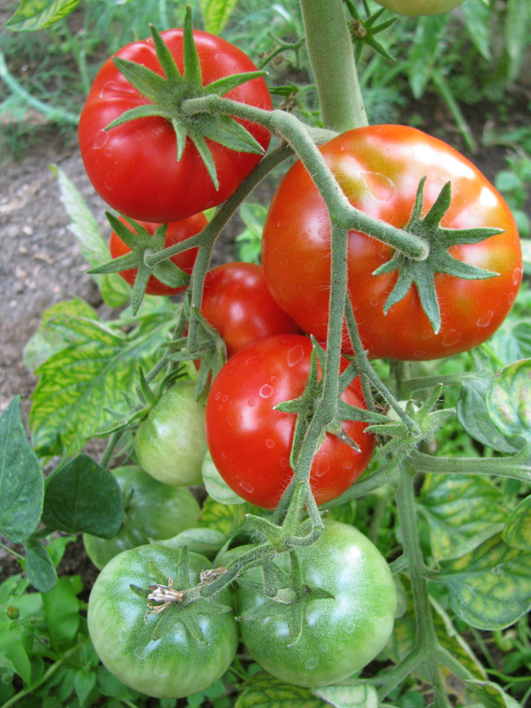File:tomat (Katreen Ristmets).jpg